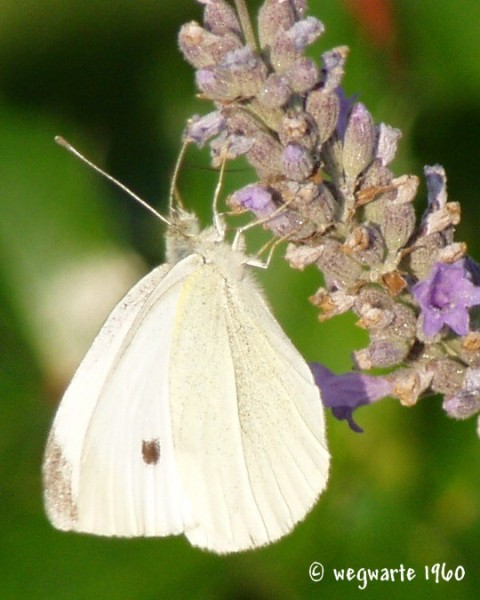 Foto von Kohlwei&szlig;ling Pieris brassicae